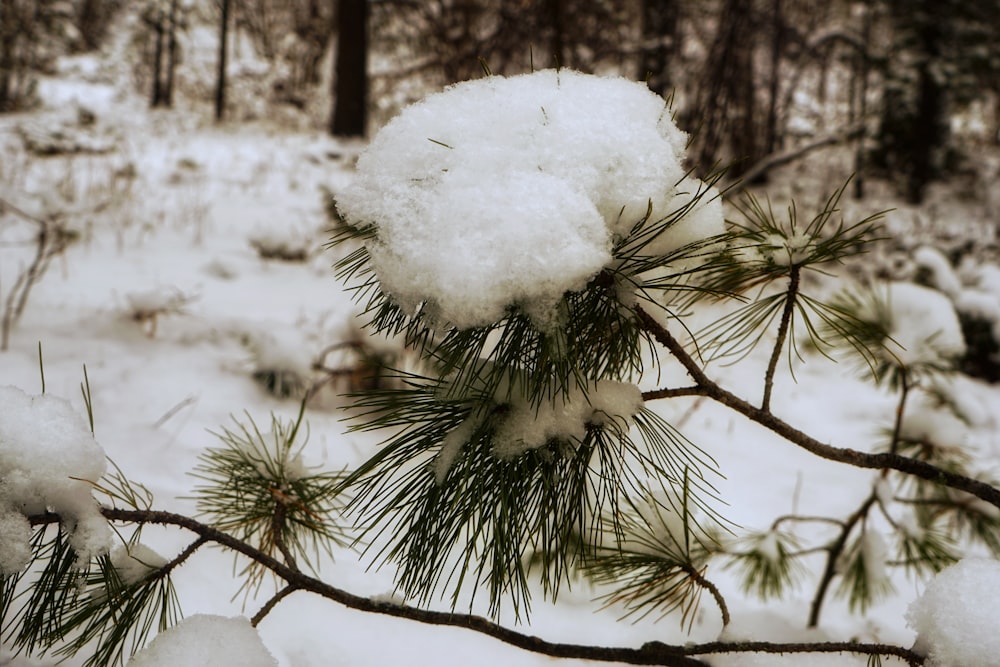 a tree covered in snow