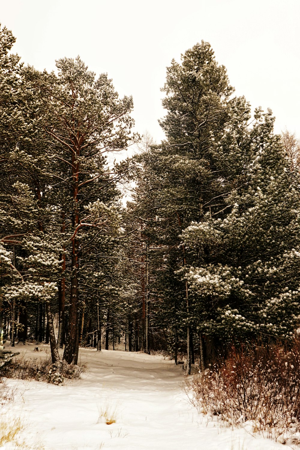 a tree covered in snow