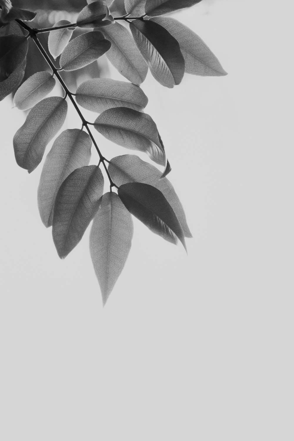 나뭇 가지의 흑백 사진