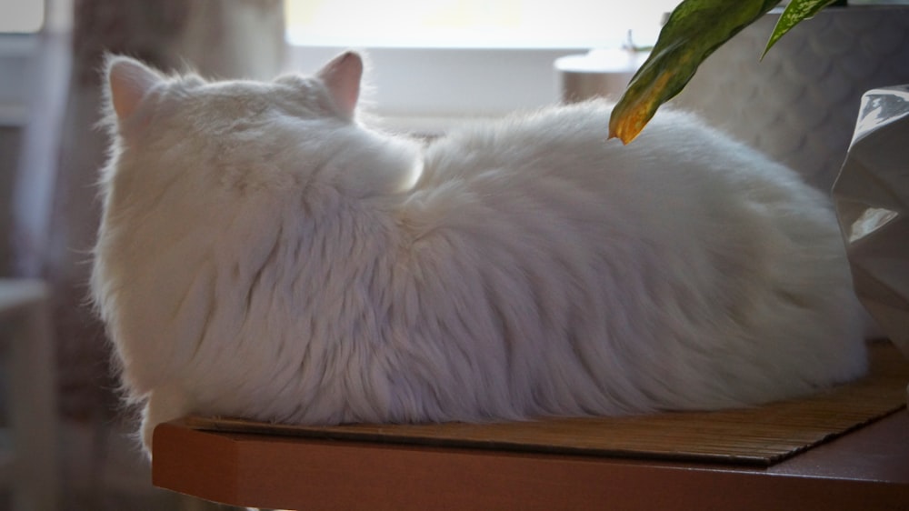 a white cat laying on top of a wooden table