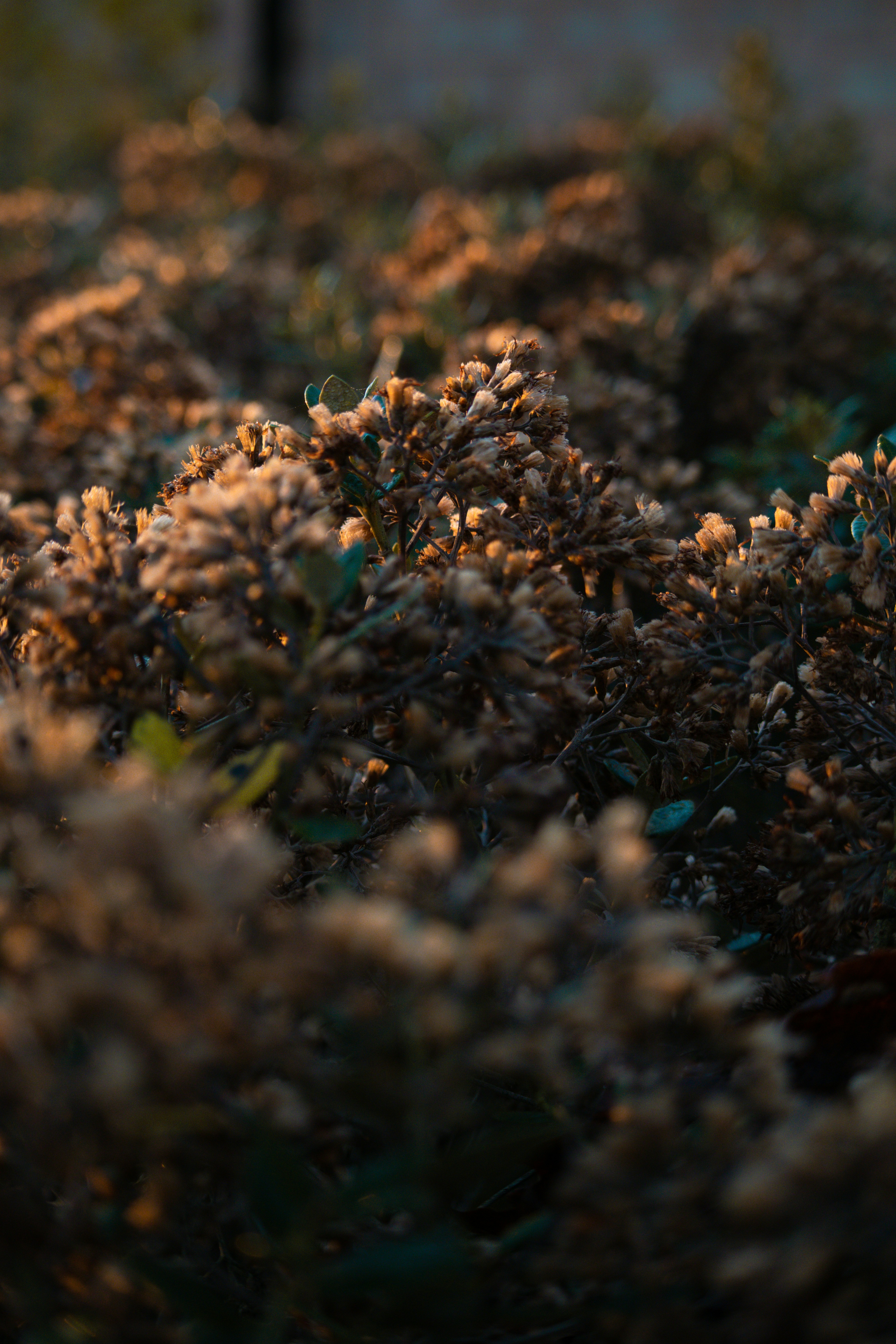 Photo by matchaforest