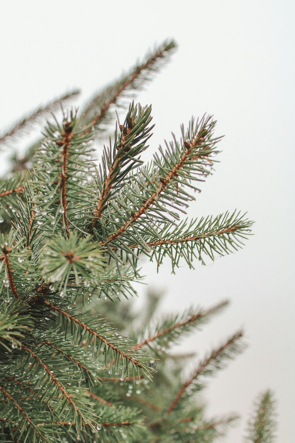 a close up of a pine tree branch