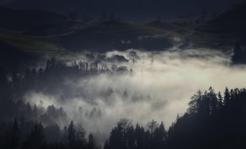 a forest filled with lots of trees covered in fog