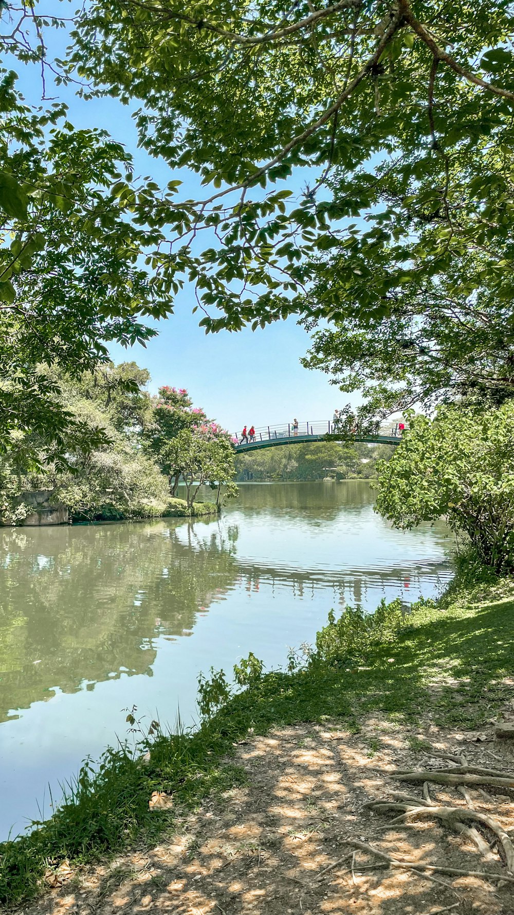 a body of water surrounded by trees and grass