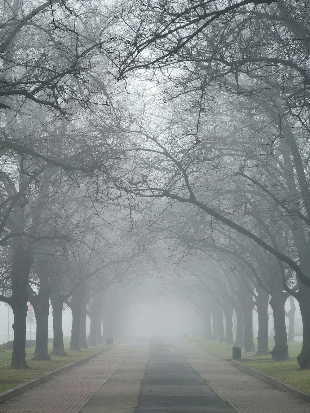 a foggy street lined with trees and benches