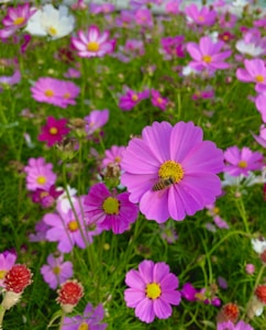 Cosmos coloré