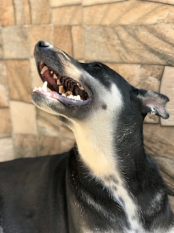 A black and white dog with its mouth open, head raised upwards against a textured stone wall. The dog's teeth and tongue are visible, and its fur is glossy under the light.