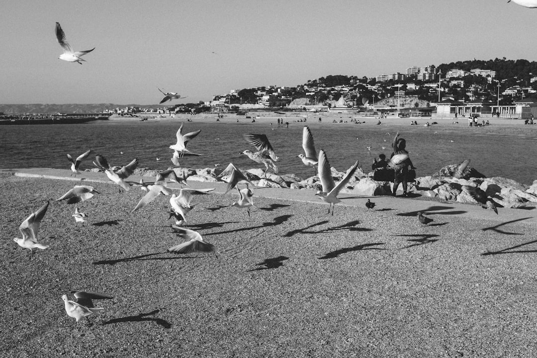 a flock of birds standing on top of a sandy beach,