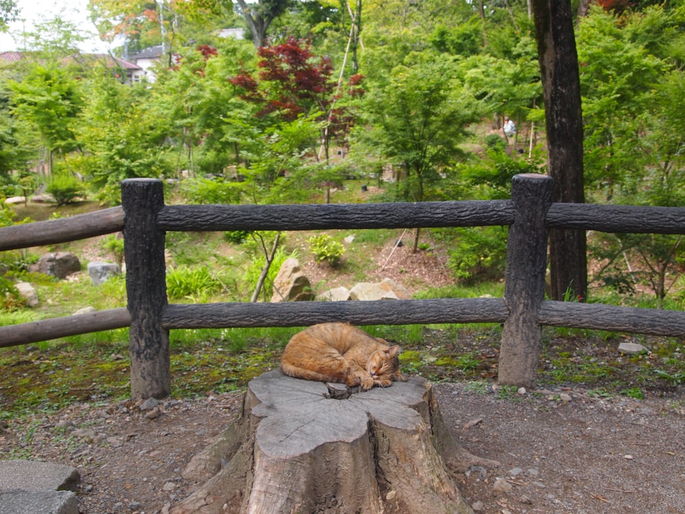 a cat sleeping on top of a tree stump