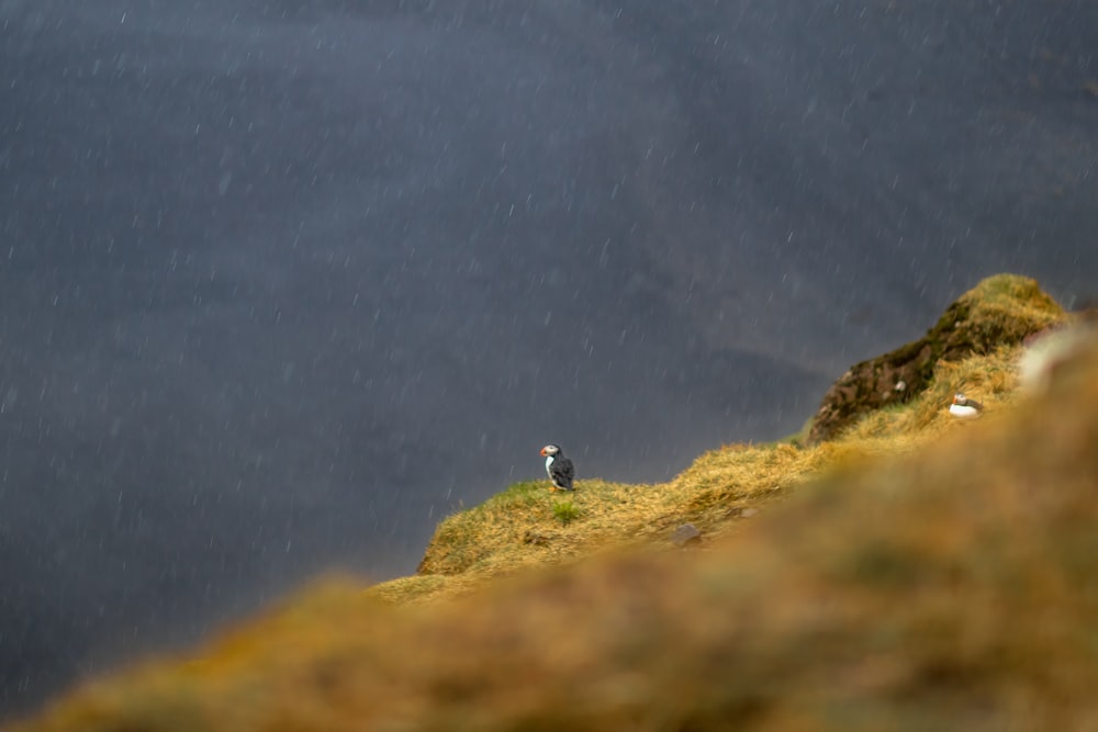 a man standing on top of a grass covered hill