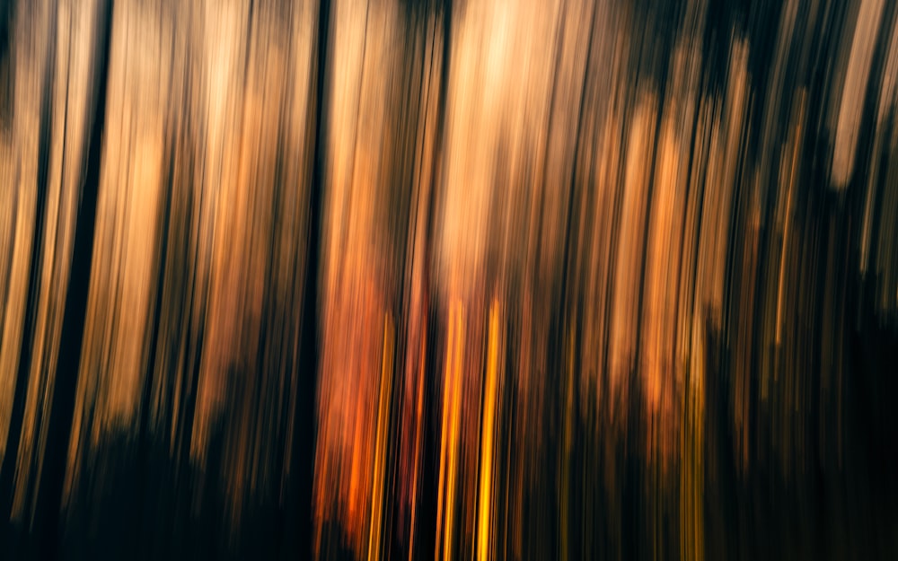 a blurry photo of trees in a forest