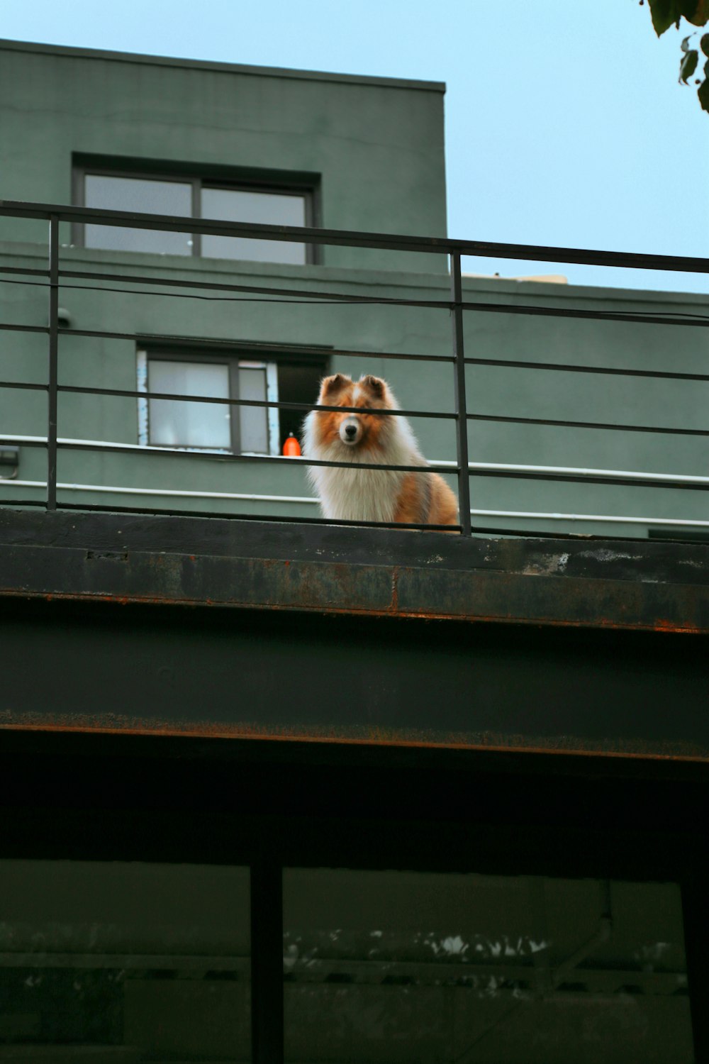 a brown and white dog sitting on top of a balcony