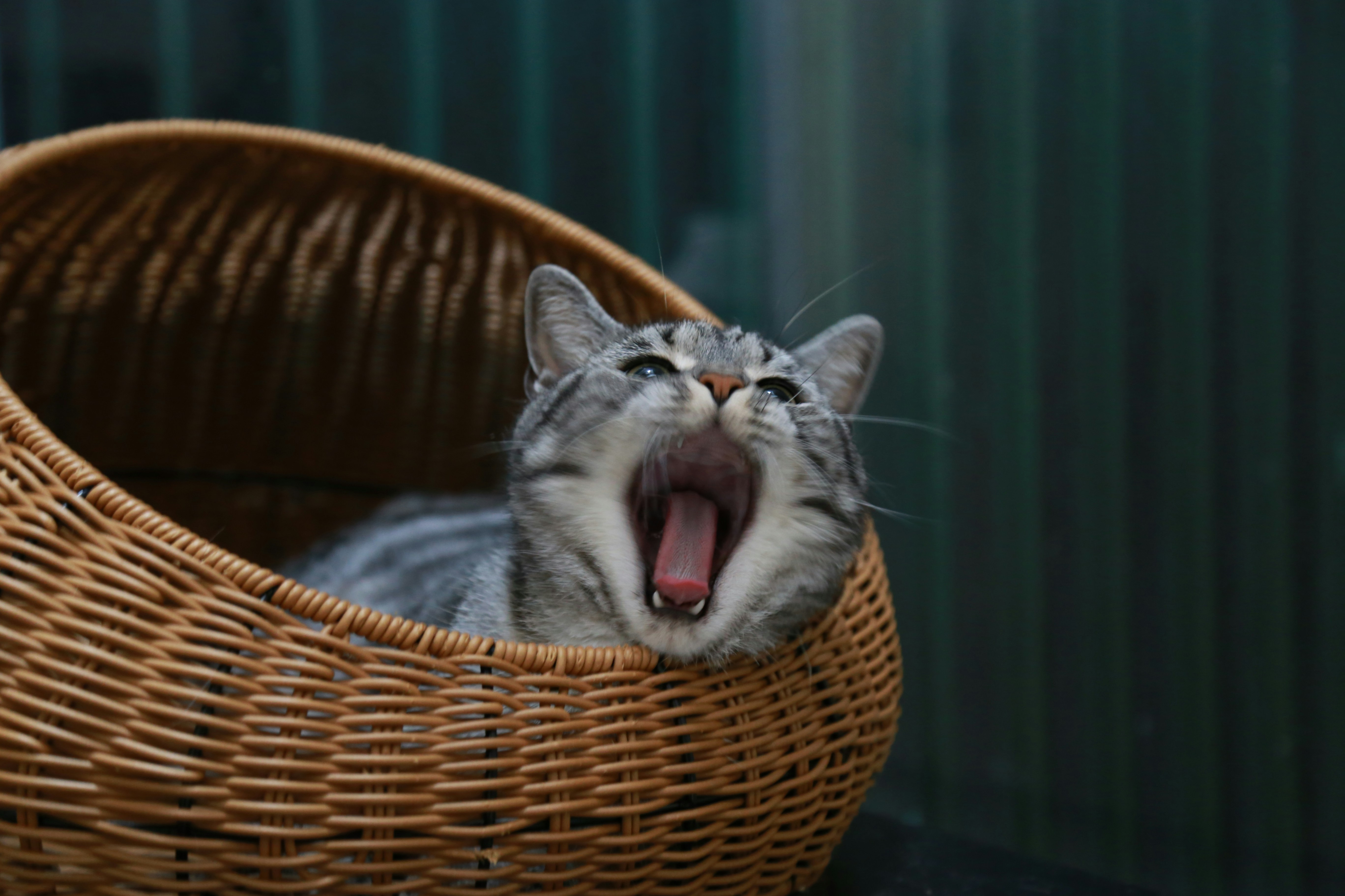 Surprising Things That Stress Cats Out