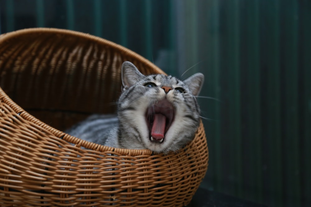 a cat yawns while sitting in a basket