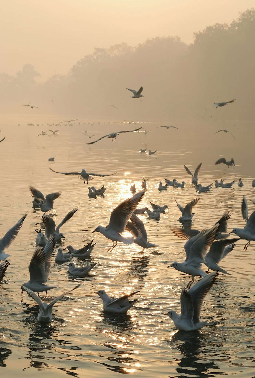 a flock of birds flying over a body of water