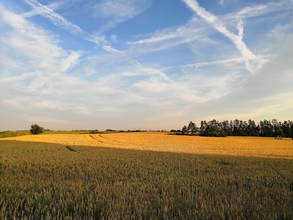 a large field of wheat under a blue sky