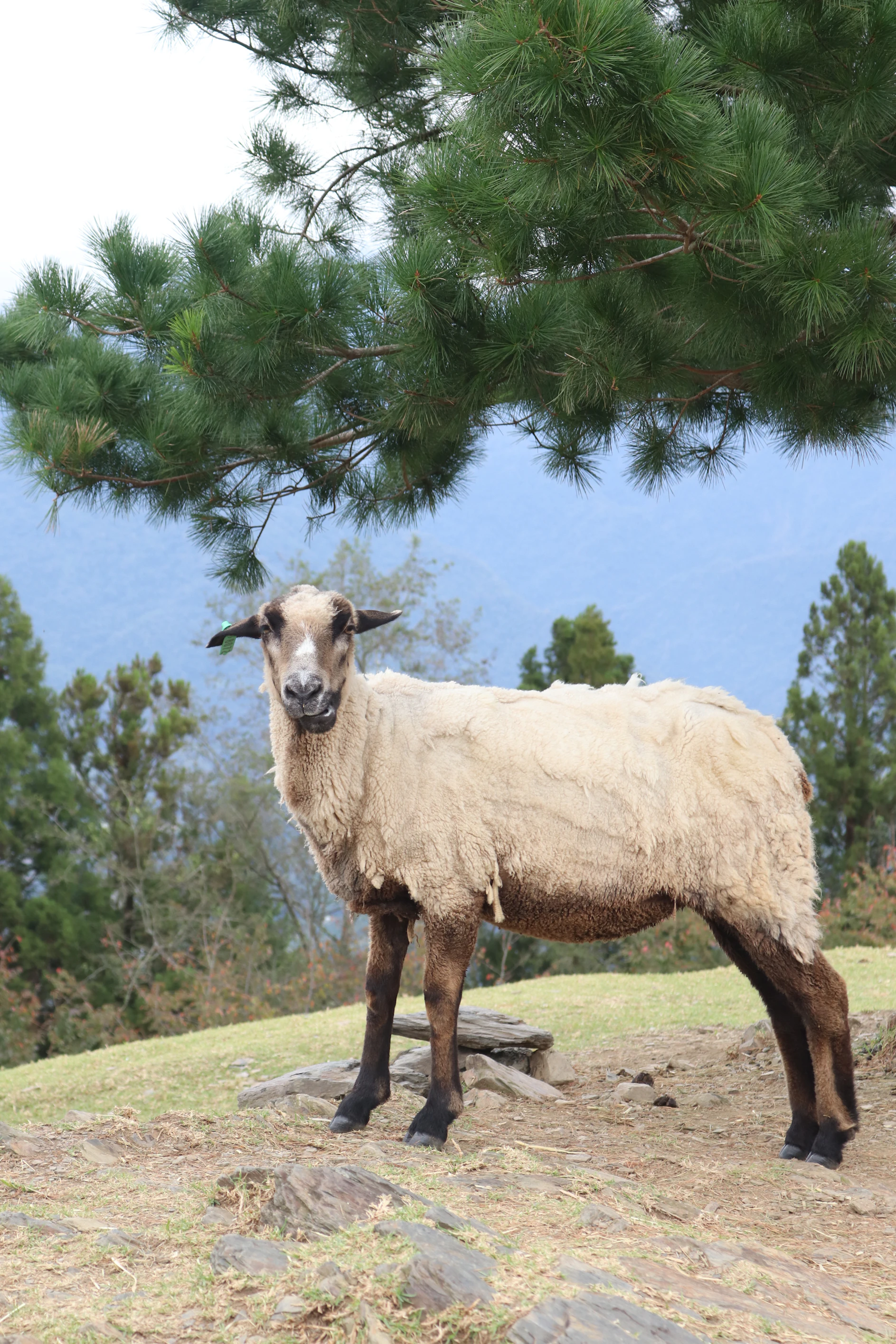 Kacchi Sheep
