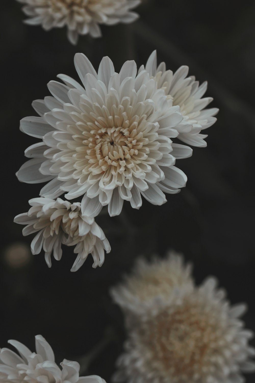 a group of white flowers floating in the air