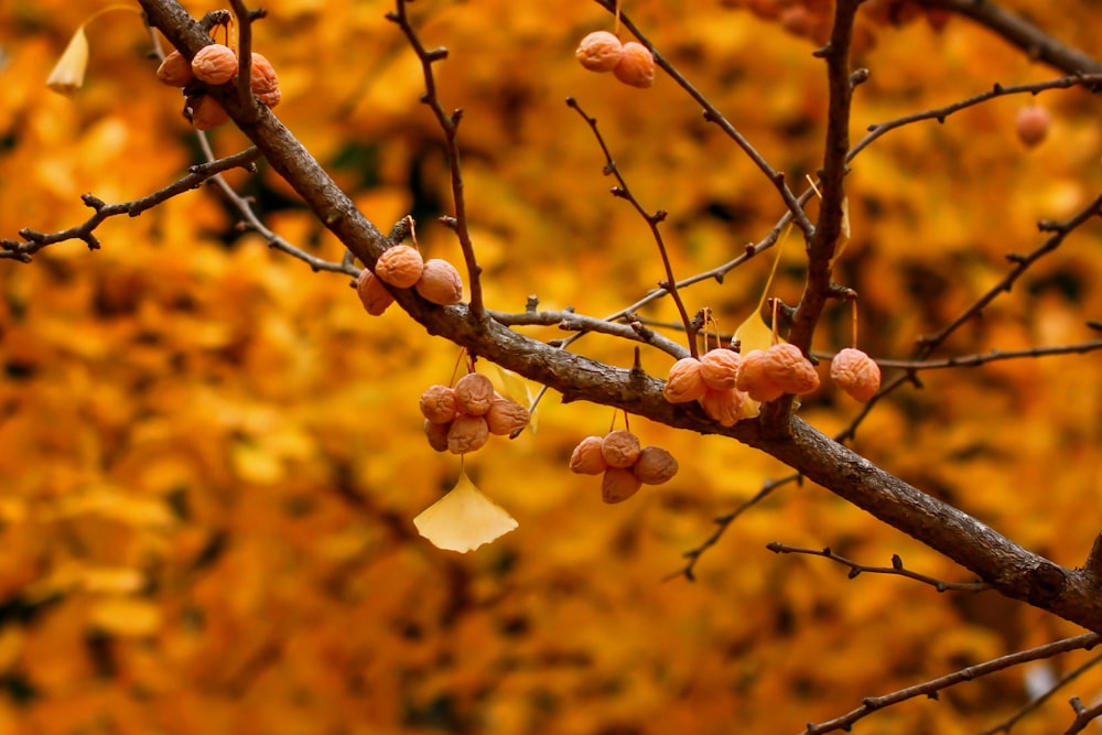 a tree with some fruit hanging from it's branches