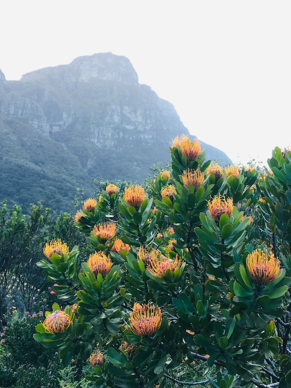 a tree with yellow flowers in front of a mountain