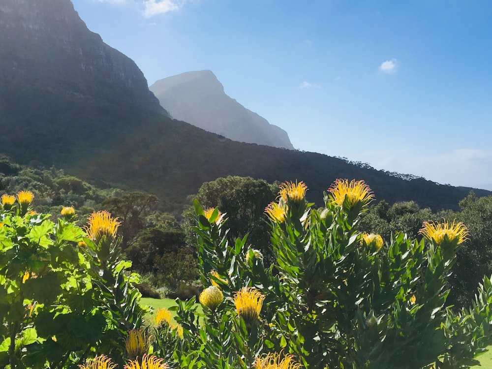 a field of yellow flowers with a mountain in the background