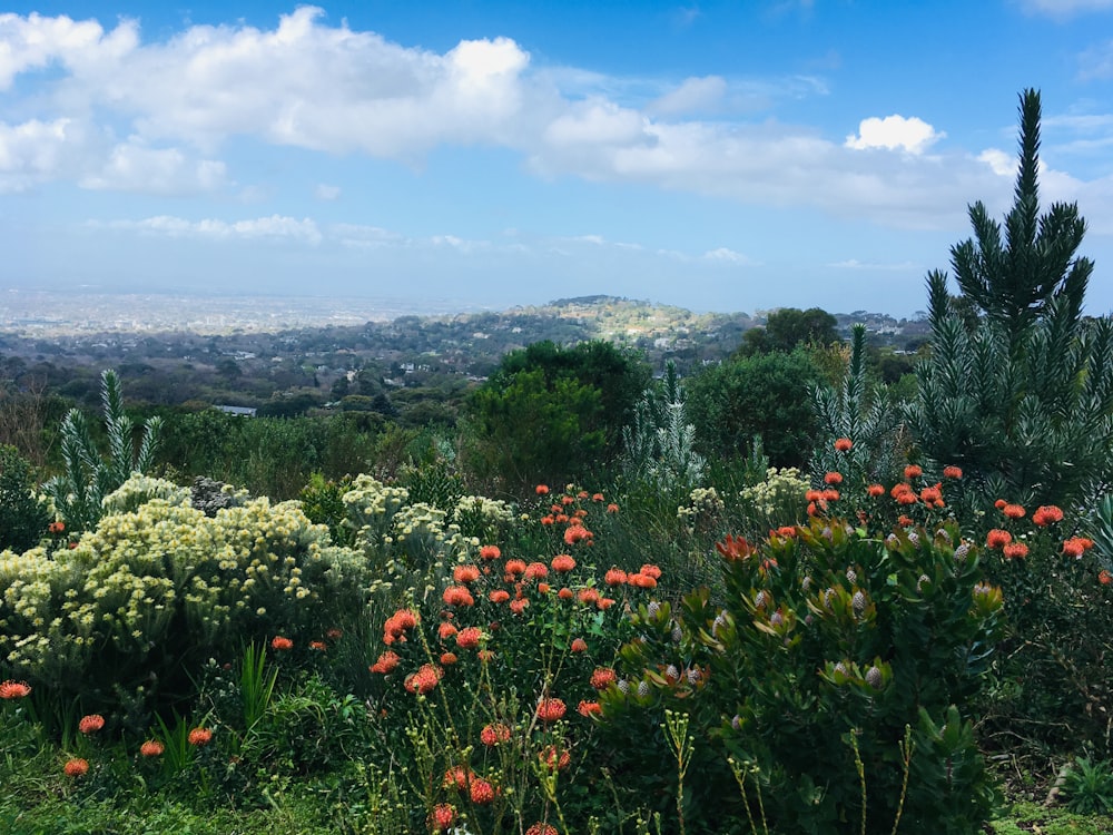 a field of flowers with a view of a city in the distance