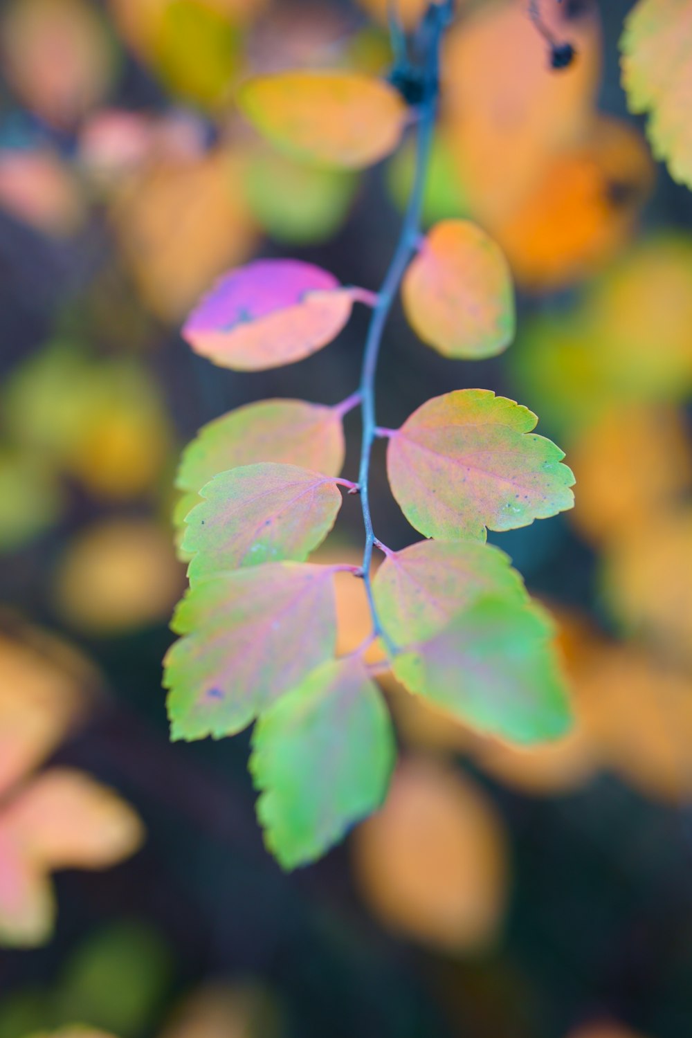 a close up of a leaf on a tree