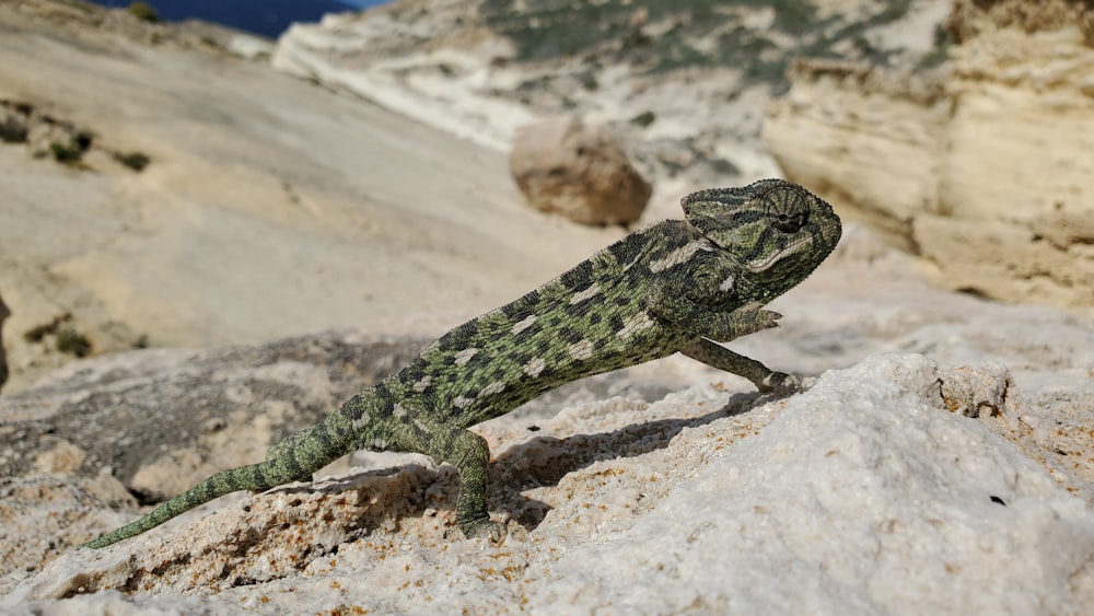 a lizard sitting on a rock in the desert