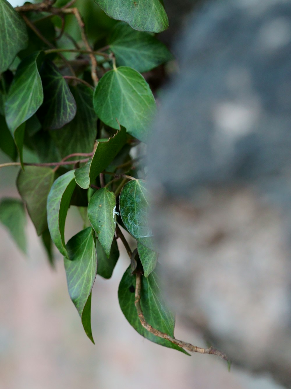 um close up de uma planta verde com folhas