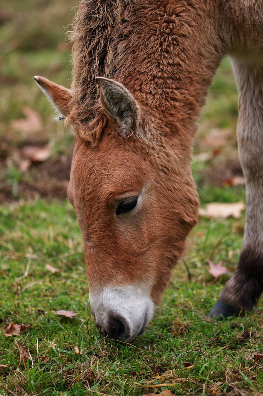 a close up of a horse grazing on grass