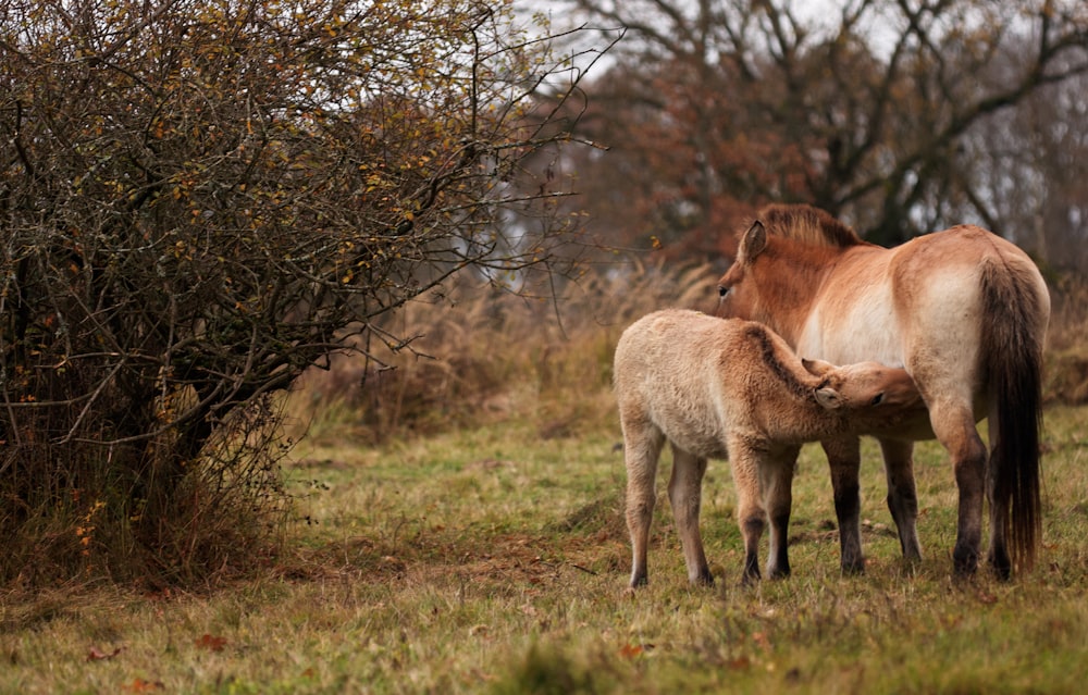 um cavalo e um potro em pé em um campo