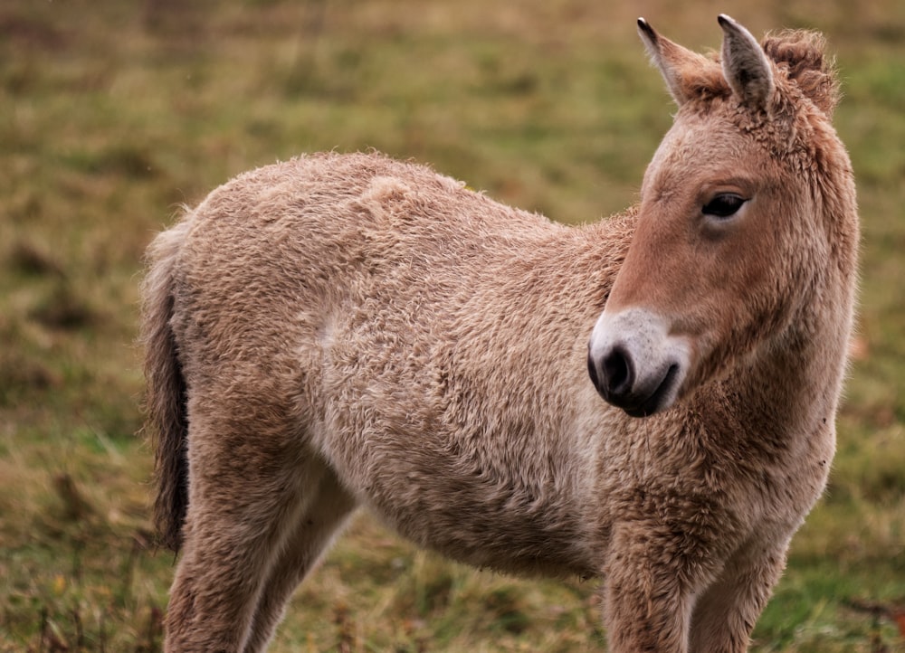 a small donkey standing on top of a grass covered field