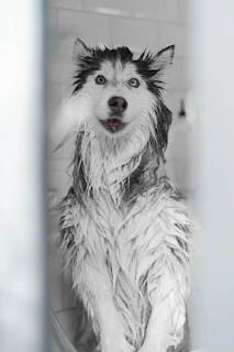 a black and white photo of a wet dog