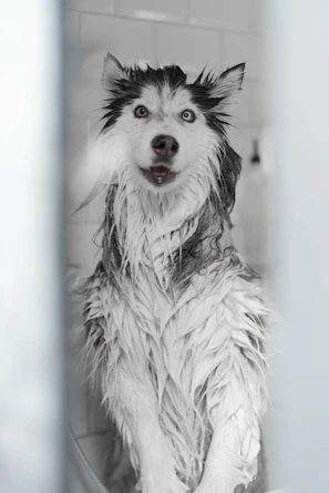 a black and white photo of a wet dog