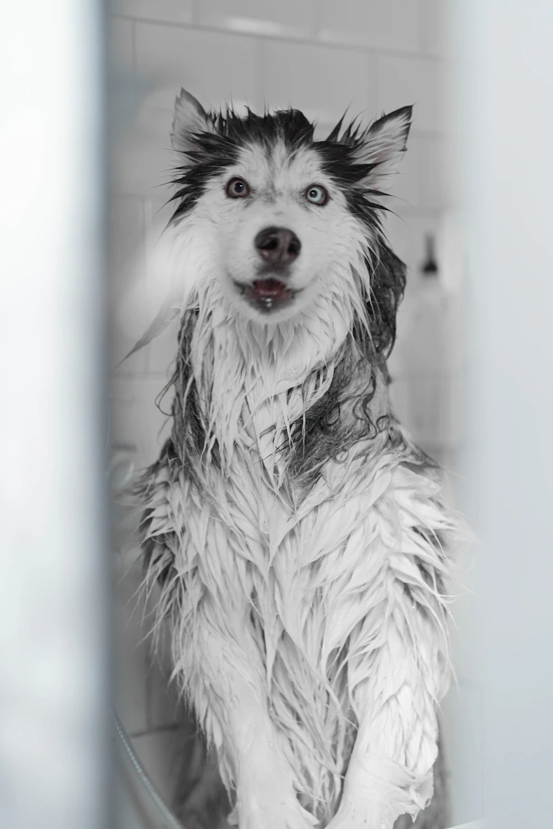 How to Stop Your Dog from Barking Excessively