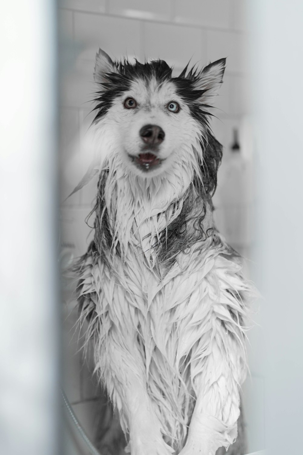 Before: soaking wet dog mid-bath in the shower