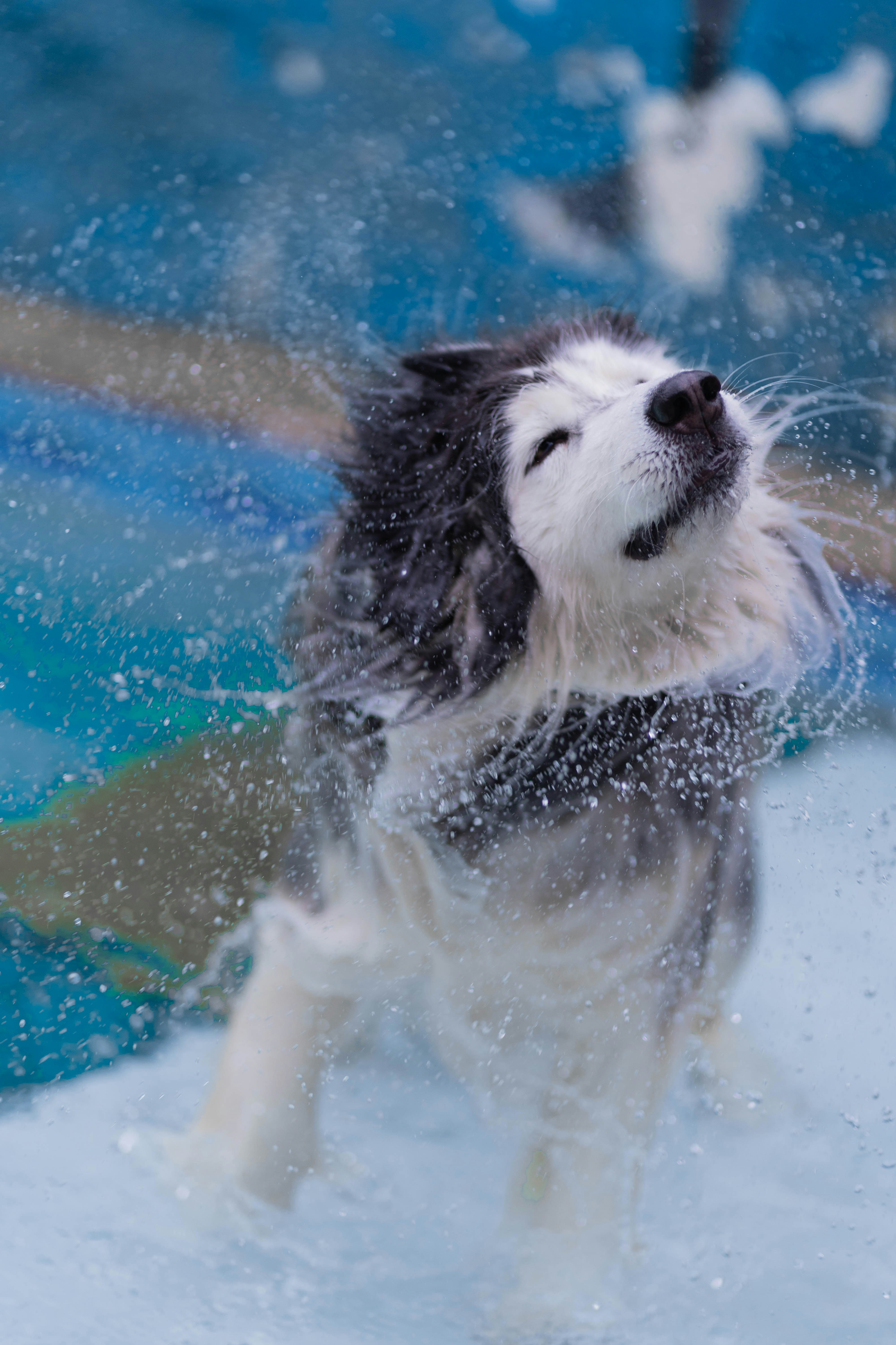 Do Siberian Huskies Like Water
