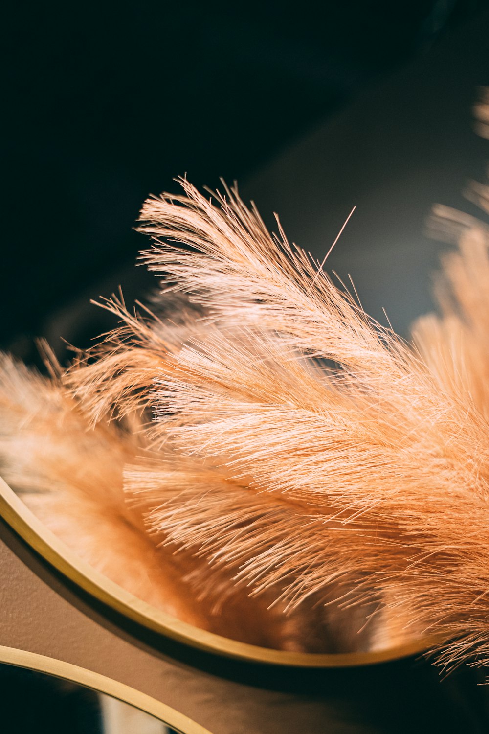 a close up of a feather on a table