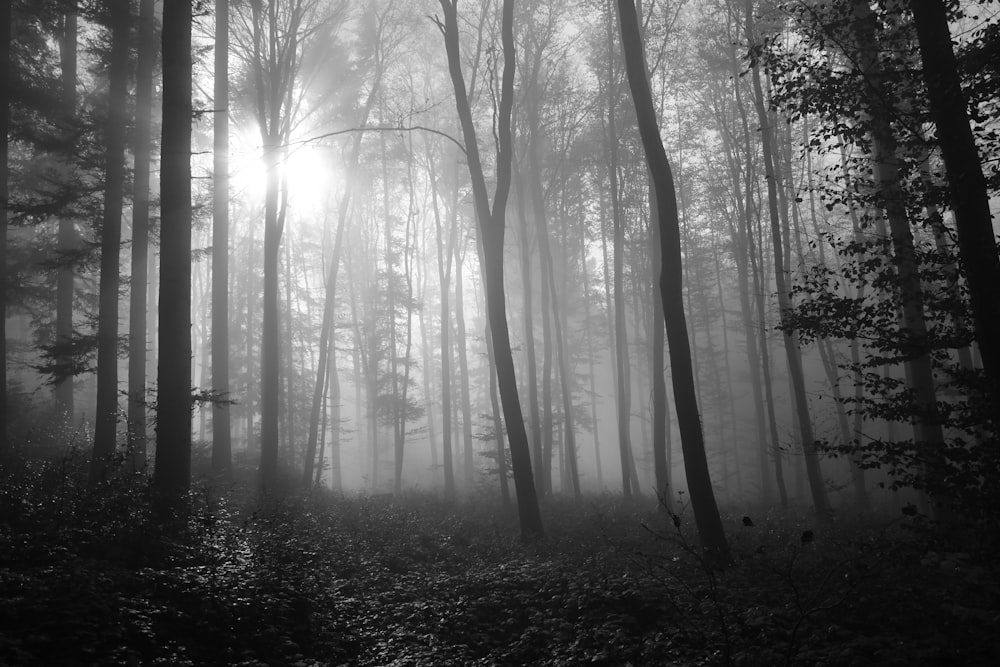 a black and white photo of a foggy forest