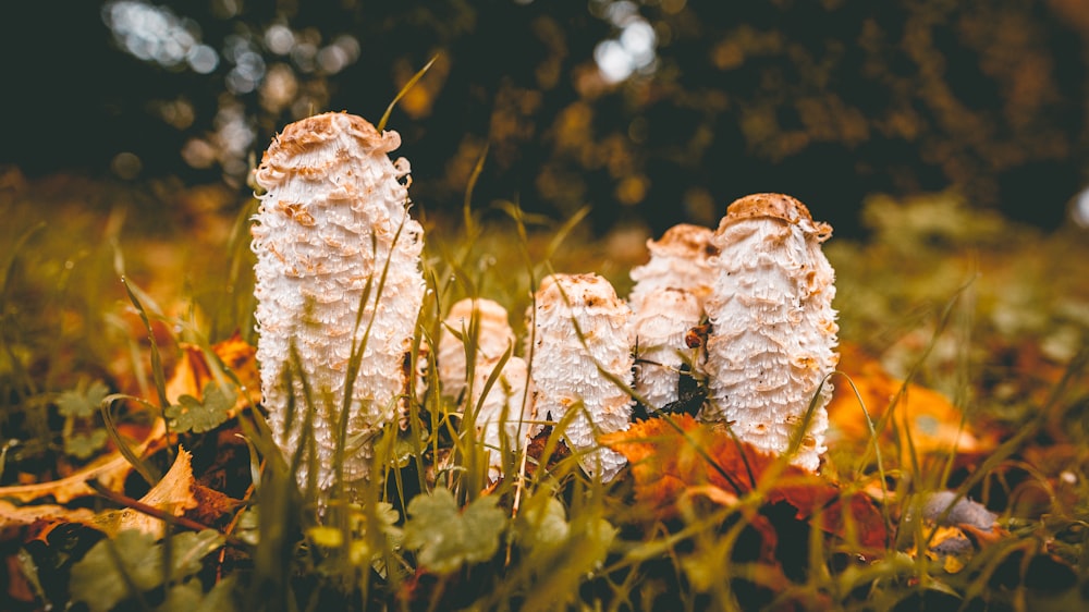 a group of mushrooms sitting on top of a lush green field