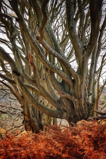 A large tree with numerous thick, twisting branches, creating a complex and intertwined structure. The foreground features dense, rust-colored ferns adding a layer of rich color contrast against the tree's bark.