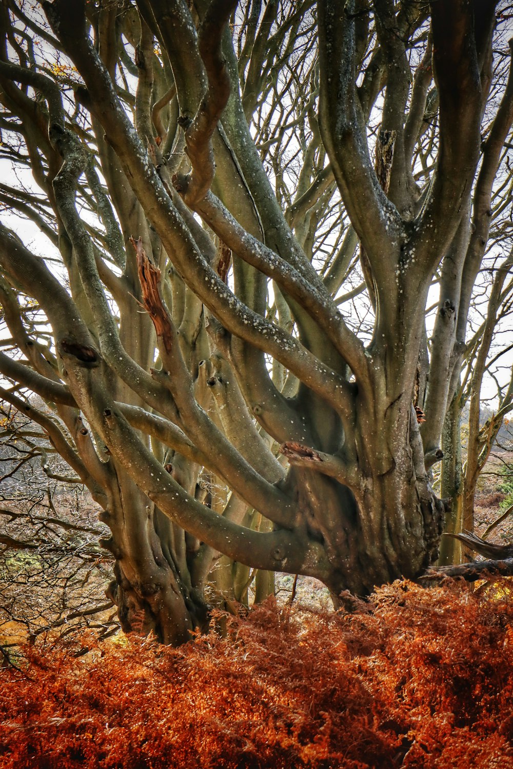 a very tall tree with lots of branches