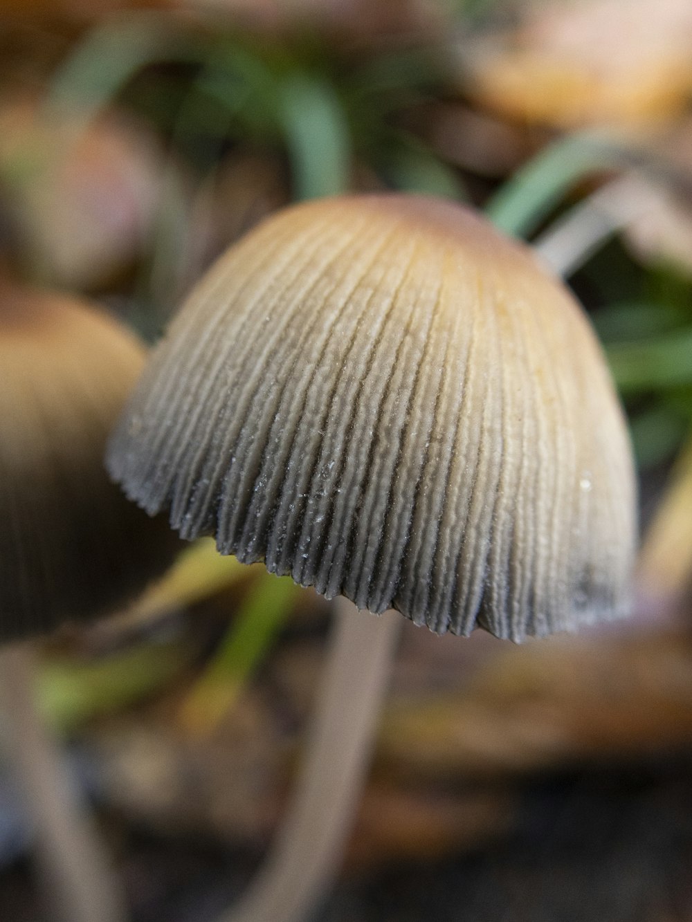 a close up of a mushroom on the ground