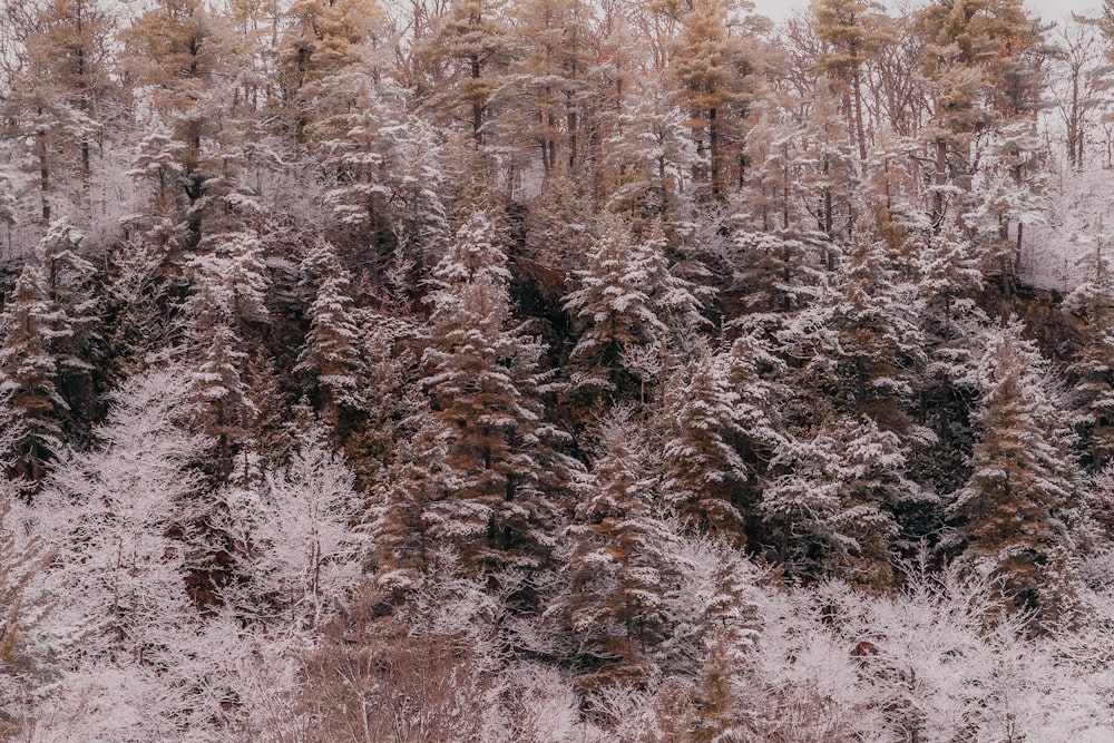 a snowy forest with lots of trees covered in snow