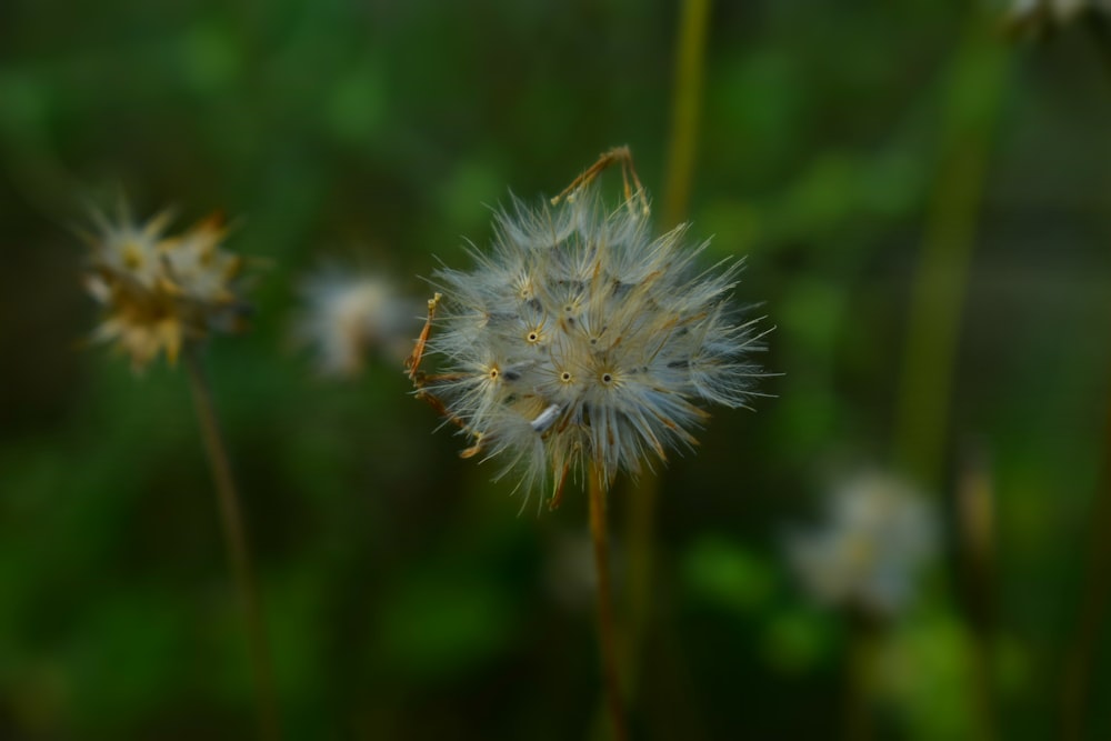 a close up of a dandelion in a field