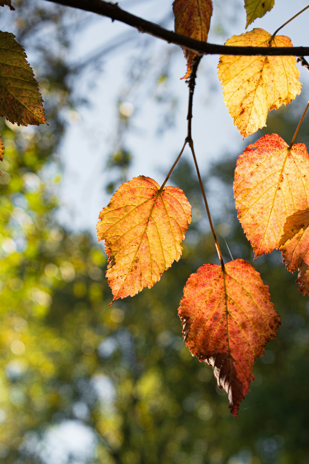 the leaves of a tree are changing colors