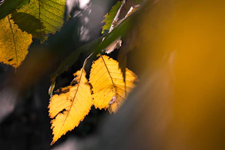 Close-up of golden leaves shining under sunlight in the Amazon jungle.