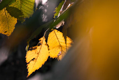 Close-up of golden leaves shining under sunlight in the Amazon jungle.