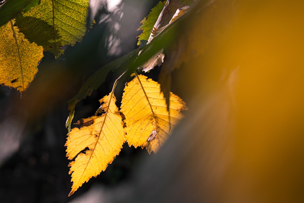 a close up of a yellow leaf on a tree