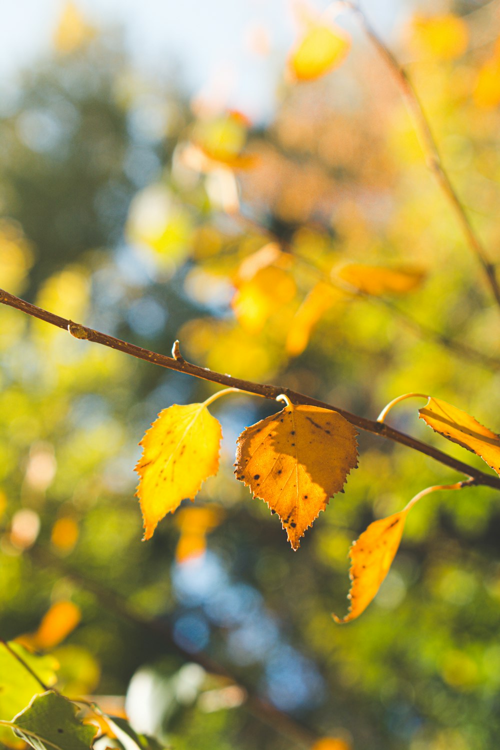 a branch with yellow leaves in the foreground